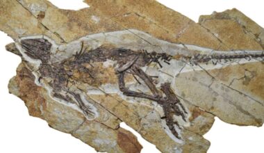 Ancient Voice Box Finally Reveals How Dinosaurs May Have Sounded : ScienceAlert