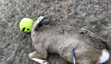 Problem Solvers: Uncovering the hidden hazards that led to nearly 40 deer entanglements in Central Oregon last year