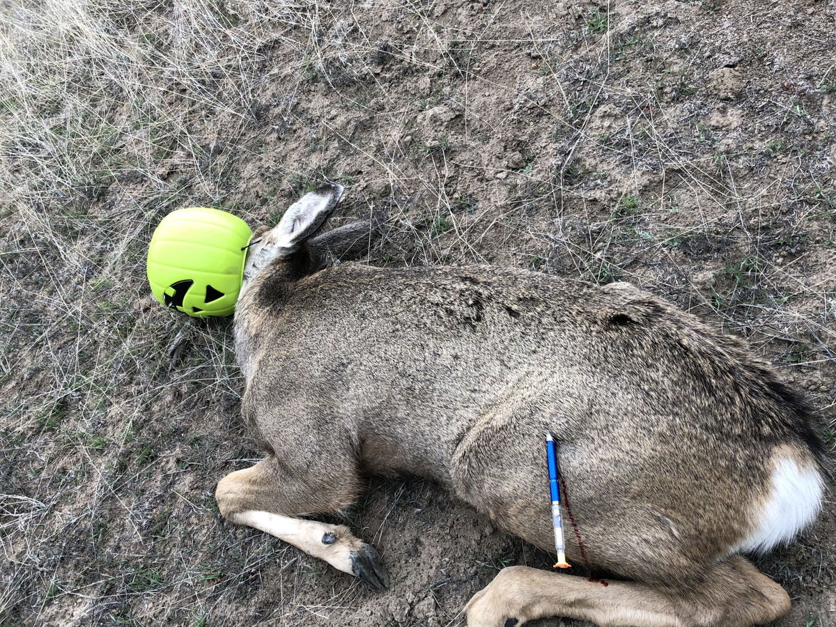 Problem Solvers: Uncovering the hidden hazards that led to nearly 40 deer entanglements in Central Oregon last year