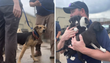 Houston Humane Society takes in 26 dogs from Hill Country Humane Society following Central Texas floods