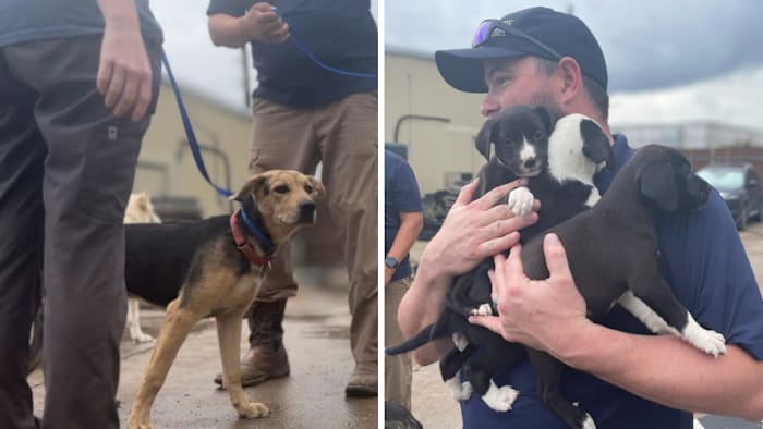 Houston Humane Society takes in 26 dogs from Hill Country Humane Society following Central Texas floods