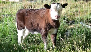 World's first somatic cell-cloned dzo born in China's Xizang-Xinhua