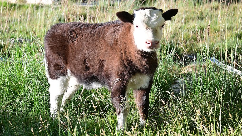 World's first somatic cell-cloned dzo born in China's Xizang-Xinhua