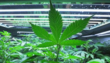Texas cities can’t unilaterally decriminalize marijuana