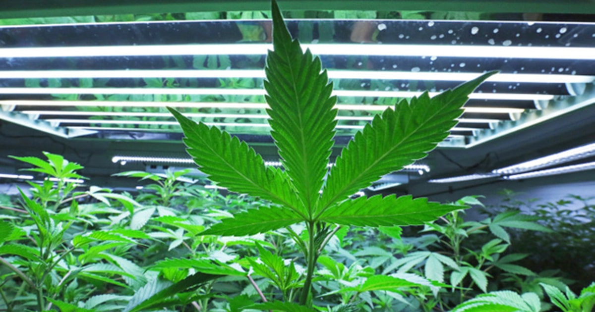 Texas cities can’t unilaterally decriminalize marijuana