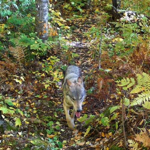 Isle Royale