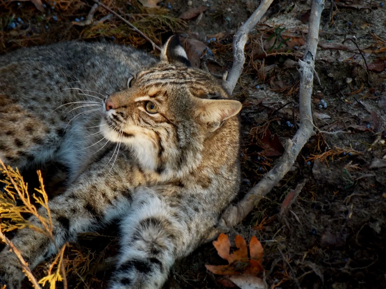 Bobcat in Huntsville area