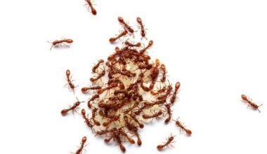 When It Comes to Crowning Ant Queens, It All Comes Down to Genetics