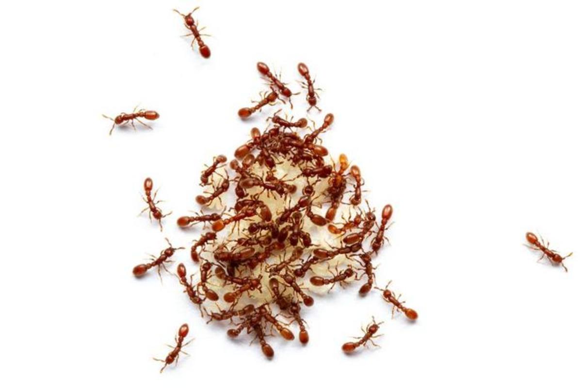 When It Comes to Crowning Ant Queens, It All Comes Down to Genetics