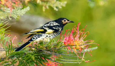 Into the great genome: new tracker for Australia’s genomic biodiversity