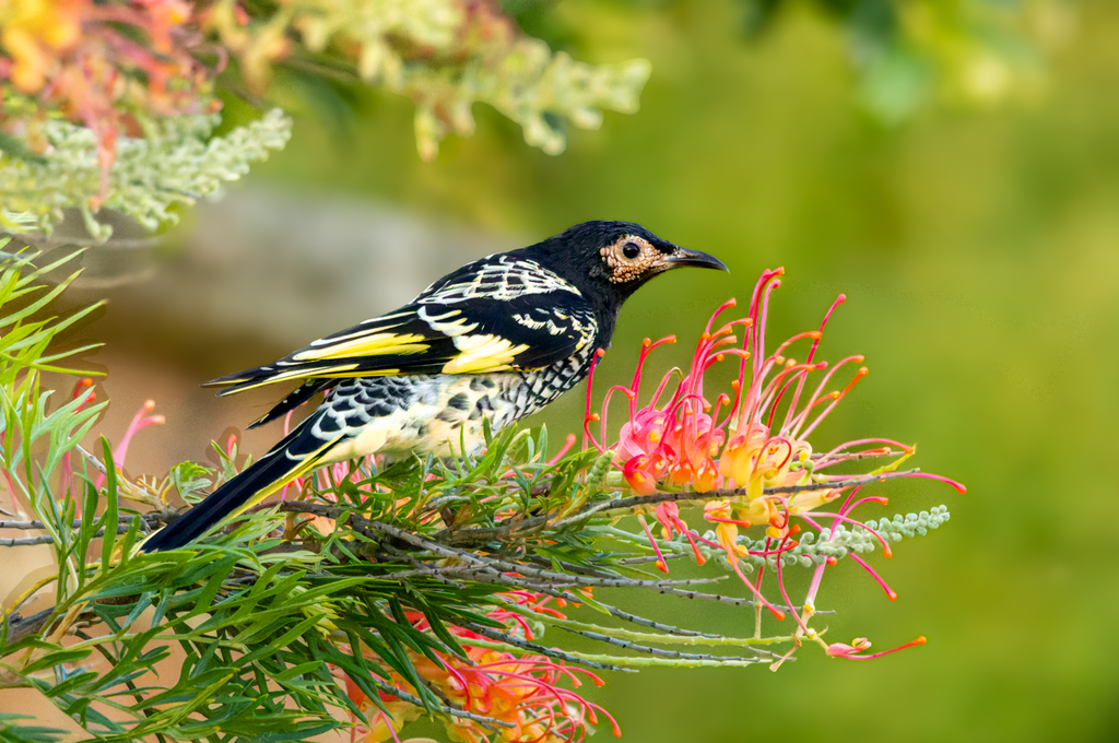 Into the great genome: new tracker for Australia’s genomic biodiversity