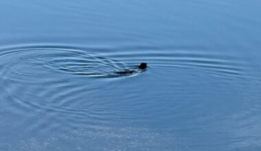 Watch these playful animals swimming in the Penobscot River