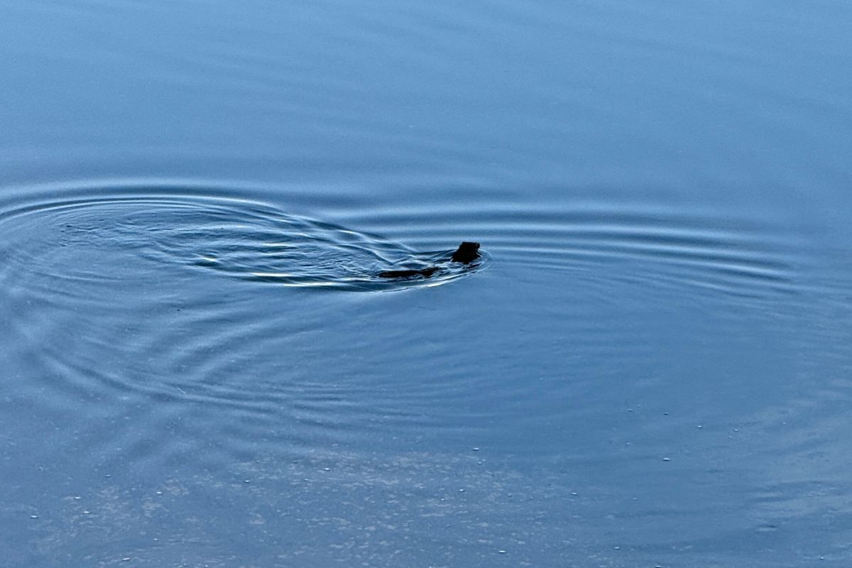 Watch these playful animals swimming in the Penobscot River