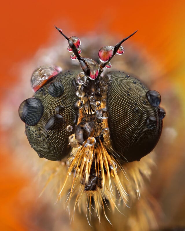 Close-up macro photo of a fly’s head covered in water droplets, showing detailed compound eyes, antennae, and fine hairs against a vibrant orange background.