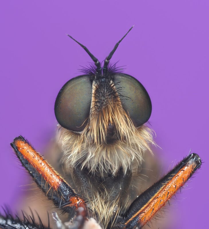 Close-up macro image of a fly’s head, showing large compound eyes, antennae, and fine bristles, with orange and black legs, set against a solid purple background.