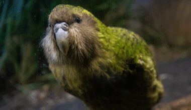 The kākāpō.