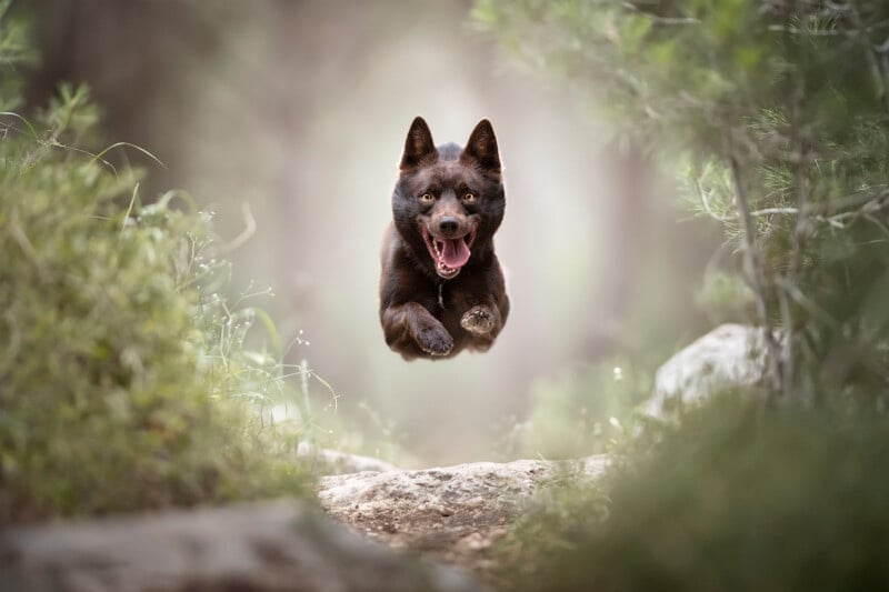 A dark brown dog with pointy ears runs and leaps joyfully along a forest path, surrounded by greenery and rocks, looking directly at the camera with its mouth open.