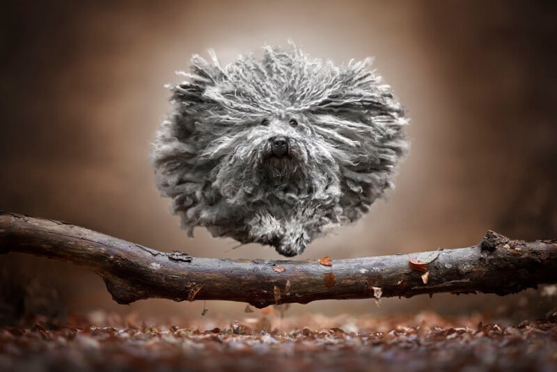 A shaggy, gray Komondor dog with long, corded fur is captured mid-jump over a log, appearing almost as if floating, against a soft-focus brown background.