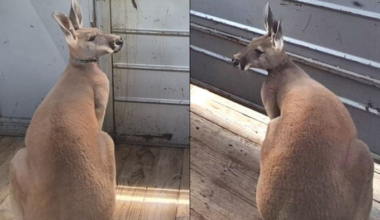 Child bit by father’s pet kangaroo at far Northwest Side home, ACS says