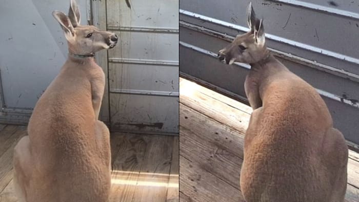 Child bit by father’s pet kangaroo at far Northwest Side home, ACS says