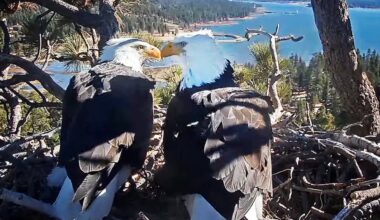Big Bear bald eagles Jackie and Shadow return following July 4th fireworks - San Bernardino Sun