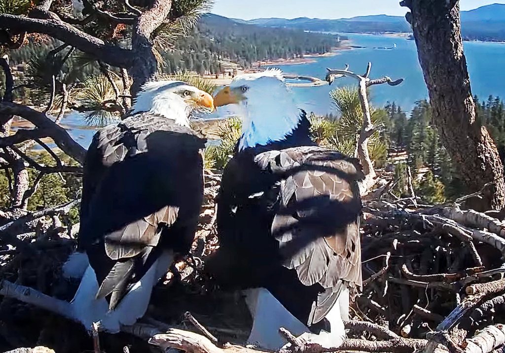 Big Bear bald eagles Jackie and Shadow return following July 4th fireworks - San Bernardino Sun