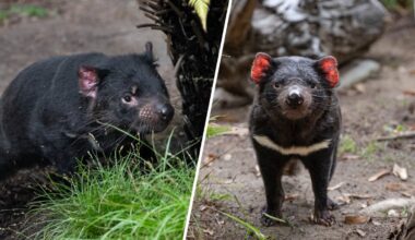 Say g’day to a pair of Tasmanian devils at San Diego Zoo – NBC Los Angeles