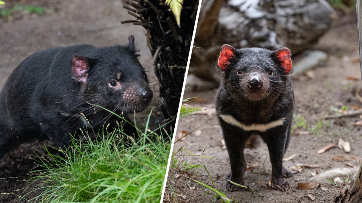Say g’day to a pair of Tasmanian devils at San Diego Zoo – NBC Los Angeles