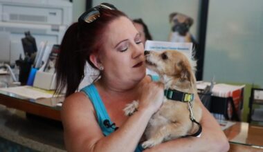 Pet microchipping offered for free over Fourth of July