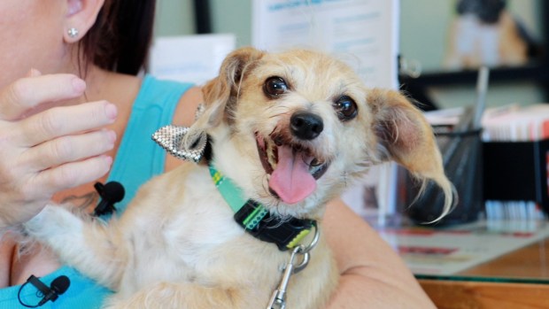 Ryder the dog got loose around the Fourth of July in Vegas in 2023 and was claimed at a San Diego shelter 17 days later. He was identified through his microchip and reunited with owner Debbie Ferris. (San Diego Humane Society)
