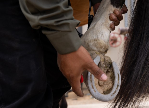 A U.S. Border Patrol agents cleans a horse's hoof. (Ana Ramirez / The San Diego Union-Tribune)