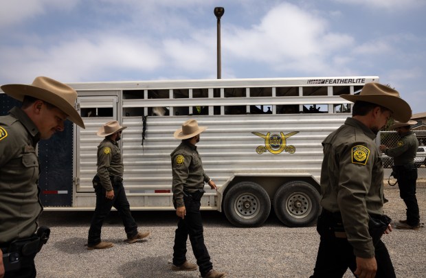 U.S. Border Patrol agents unload horses from a trailer on Thursday, June 26, 2025 in Imperial Beach, California. Agents have used horses since the agency was created but paused in 2023. The program was resurrected in March and the unit consists of 12 horses. (Ana Ramirez / The San Diego Union-Tribune)