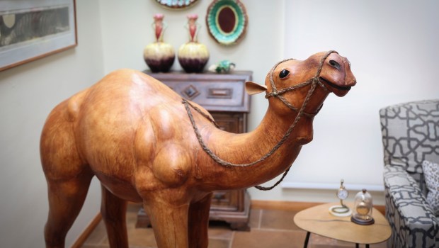 A pre-owned wooden Camel sculpture, found at thrift shops, on display at a home in Point Loma on Thursday, June 19, 2025. Designer Diana Clark offers tips on how to get the most bang for your buck and what to look for when shopping in thrift stores, consignment stores, Facebook Marketplace and the like.. (Photo by Sandy Huffaker for The San Diego Union-Tribune)
