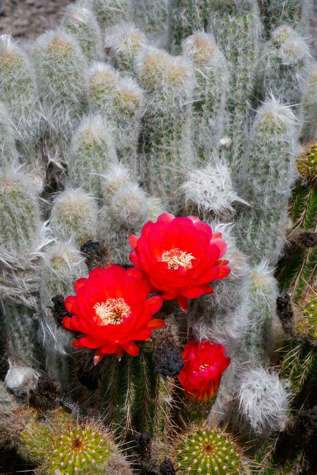 A Trichocereus cactus blooms at the base of A taller,...