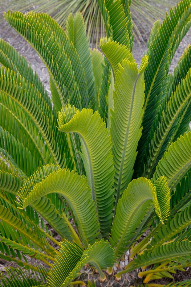 Detail view of a Sago cycad in the garden of John Allen. (Charlie Neuman / For The San Diego Union-Tribune)