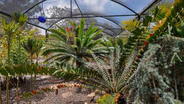 Cycads and other drought tolerant plants grow on the shade cloth enclosed patio at the home of John Allen. (Charlie Neuman / For The San Diego Union-Tribune)