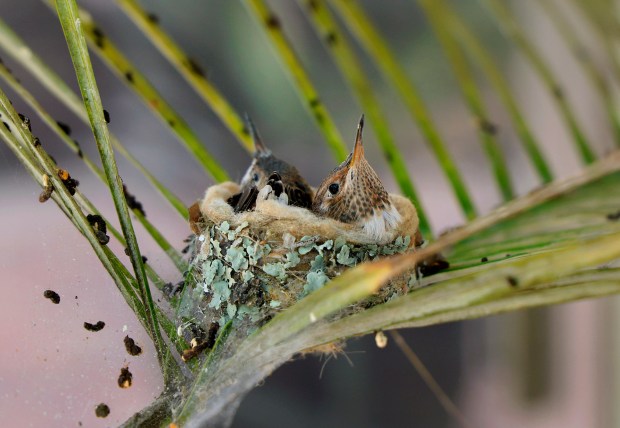 Baby humming birds sit in their nest in a palm...