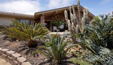 A forest of cycads in Vista – San Diego Union-Tribune