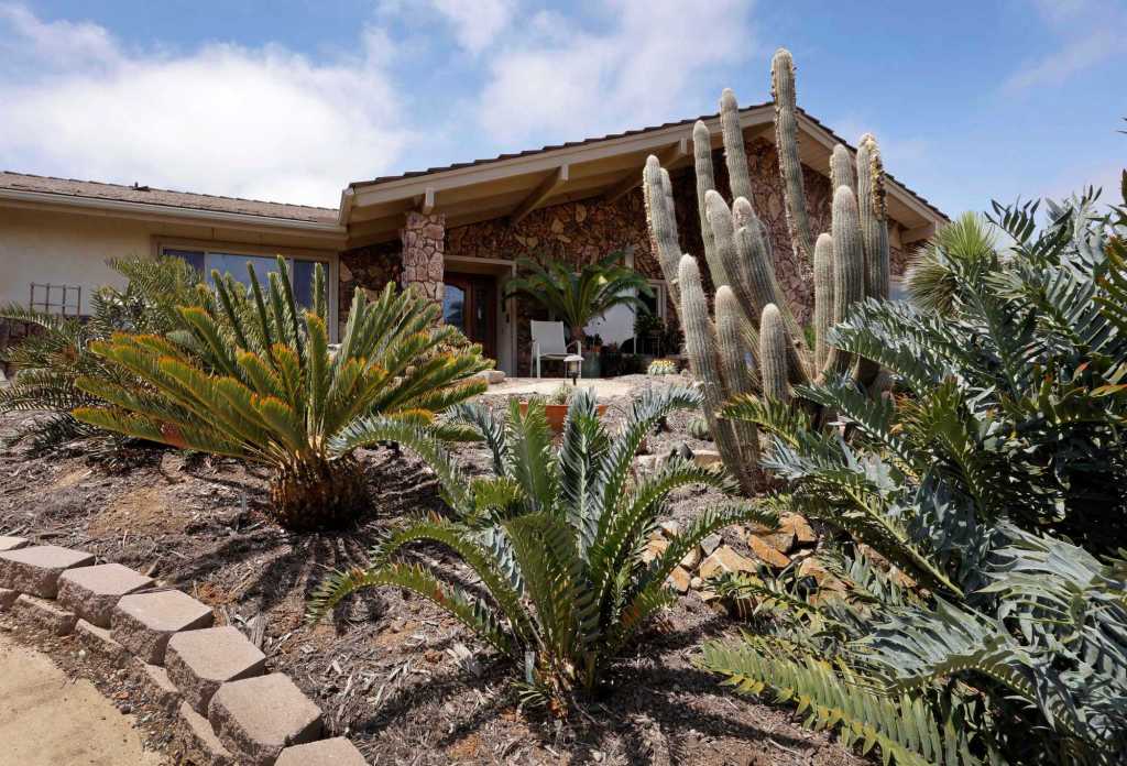 A forest of cycads in Vista – San Diego Union-Tribune