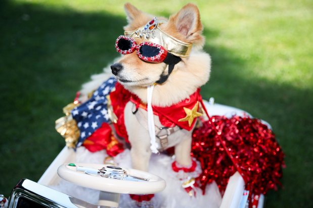 Foxy, owned by Betty Javonillo and Soki Castillo, poses for a picture during the 13th annual PAWmicon event, hosted Helen Woodward Animal Center, at Balboa Park on Tuesday, July 22, 2025 in San Diego, CA. (Meg McLaughlin / The San Diego Union-Tribune)