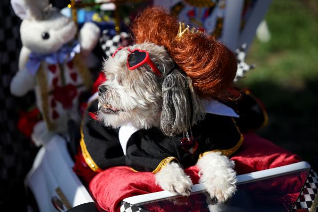 Cinnabella Buns, owned by Mary Caraway, of Poway, poses for a photo during the 13th annual PAWmicon event, hosted Helen Woodward Animal Center, at Balboa Park on Tuesday, July 22, 2025 in San Diego, CA. (Meg McLaughlin / The San Diego Union-Tribune)