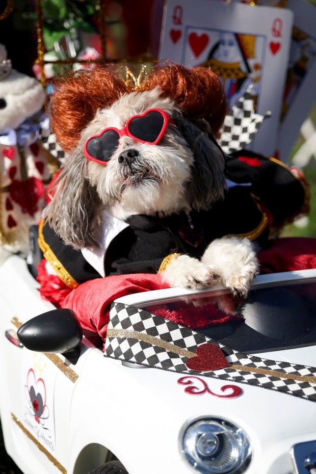 Cinnabella Buns, owned by Mary Caraway, of Poway, poses for a photo during the 13th annual PAWmicon event, hosted Helen Woodward Animal Center, at Balboa Park on Tuesday, July 22, 2025 in San Diego, CA. (Meg McLaughlin / The San Diego Union-Tribune)