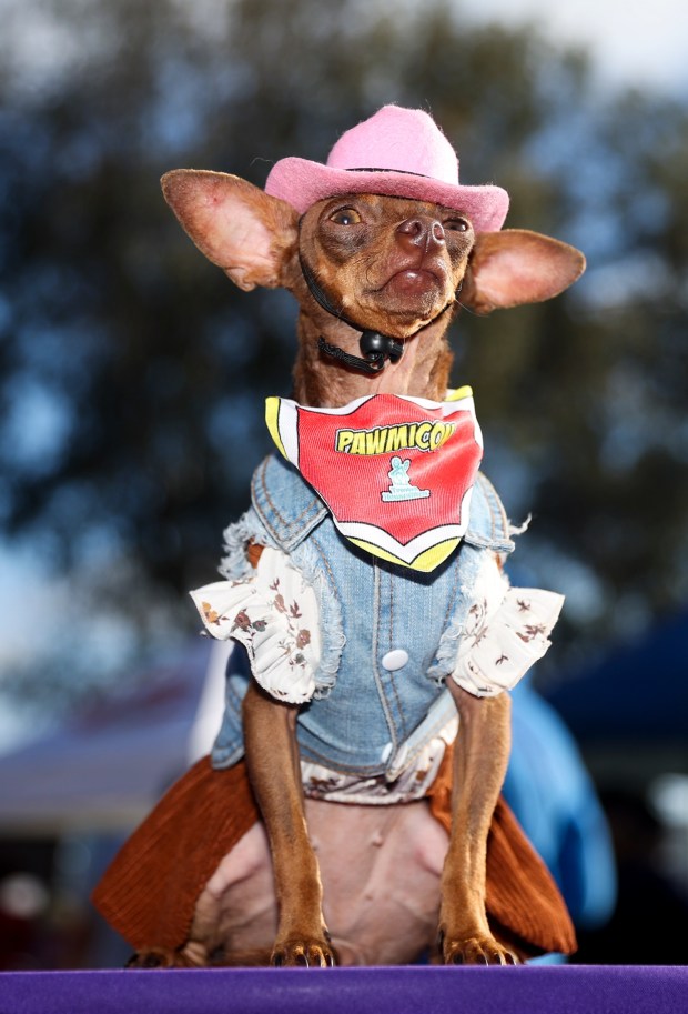Coffee, owned by Monica Rudy, of San Diego, poses for a picture during the 13th annual PAWmicon event, hosted Helen Woodward Animal Center, at Balboa Park on Tuesday, July 22, 2025 in San Diego, CA. (Meg McLaughlin / The San Diego Union-Tribune)