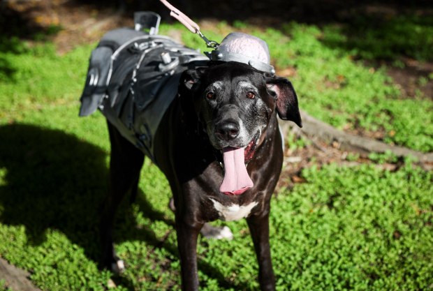 Tifa, owned buy Heather and Devin McDonald, dressed as Rex from Fall Out New Vegas, poses for a picture during the 13th annual PAWmicon event, hosted Helen Woodward Animal Center, at Balboa Park on Tuesday, July 22, 2025 in San Diego, CA. (Meg McLaughlin / The San Diego Union-Tribune)