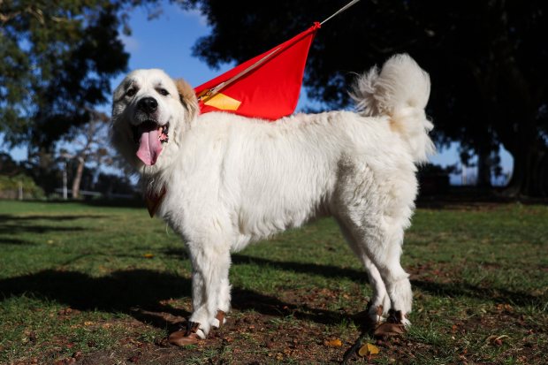Bruno, owned by Arnold Salanga and Anais Garcia, poses for a picture during the 13th annual PAWmicon event, hosted Helen Woodward Animal Center, at Balboa Park on Tuesday, July 22, 2025 in San Diego, CA. (Meg McLaughlin / The San Diego Union-Tribune)