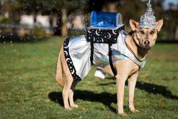 Caoimhe "Keeva" owned by Luke Mastaglio, dressed as Little Miss Lost in Space, poses for a picture during the 13th annual PAWmicon event, hosted Helen Woodward Animal Center, at Balboa Park on Tuesday, July 22, 2025 in San Diego, CA. (Meg McLaughlin / The San Diego Union-Tribune)