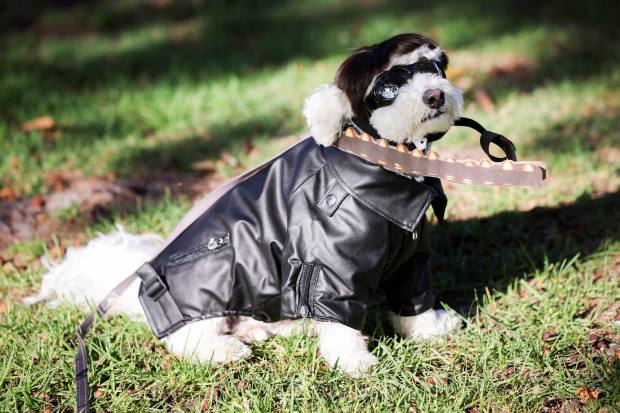 Bailey Bear, owned by Tammy Nguyen, of San Diego, poses for a picture during the 13th annual PAWmicon event, hosted Helen Woodward Animal Center, at Balboa Park on Tuesday, July 22, 2025 in San Diego, CA. (Meg McLaughlin / The San Diego Union-Tribune)