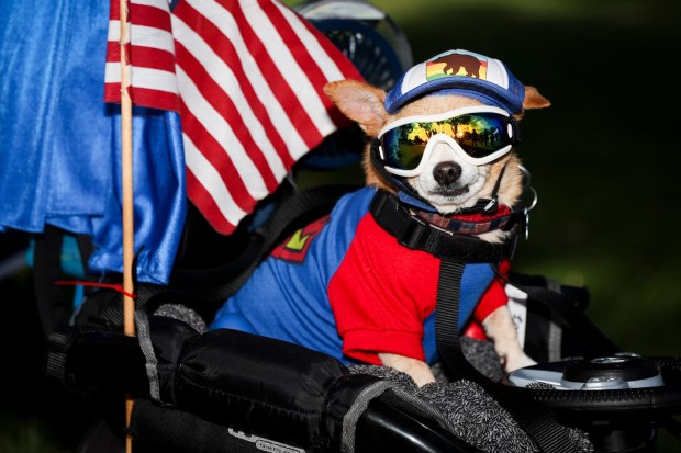 Ollie, owned by Reyna Swanson, of San Diego, poses for a picture during the 13th annual PAWmicon event, hosted Helen Woodward Animal Center, at Balboa Park on Tuesday, July 22, 2025 in San Diego, CA. (Meg McLaughlin / The San Diego Union-Tribune)