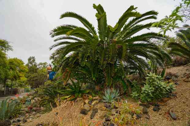 San Diego Zoo recently won the Garden Excellence Award presented by American Public Gardens Association. Wood's Cycad plant that is extinct in the wild at the Africa Rocks area in Balboa Park on 07.01.25, in San Diego, California. (Alejandro Tamayo / The San Diego Union-Tribune)