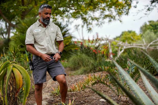 San Diego Zoo recently won the Garden Excellence Award presented by American Public Gardens Association. Christian Barnard, senior horticulturist at the Africa Rocks area in Balboa Park on 07.01.25, in San Diego, California. (Alejandro Tamayo / The San Diego Union-Tribune)